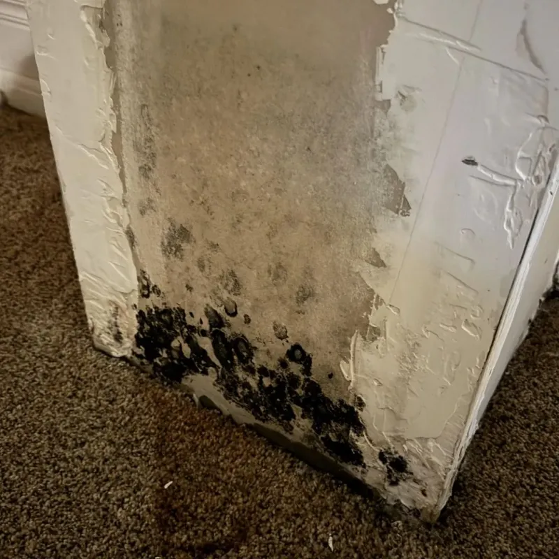 Professional Mold Removal in Goddard, MD
